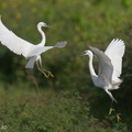 Little_Egret-220115-136MSDCF-FRY01759-W.jpg
