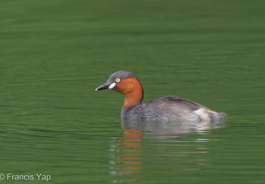 Little Grebe - display this album Little Grebe