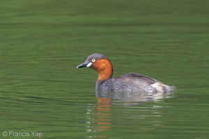 Little Grebe-101231-105EOS7D-IMG_3380-W.jpg