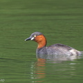 Little_Grebe-101231-105EOS7D-IMG_3380-W.jpg