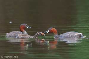 Little Grebe-110227-100EOS1D-FYAP5092-W.jpg