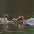 Little_Grebe-110227-100EOS1D-FYAP5092-W.jpg