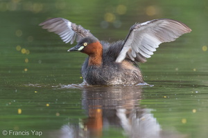 Little Grebe-121124-103EOS1D-FY1X9257-W.jpg