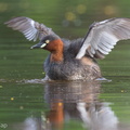 Little_Grebe-121124-103EOS1D-FY1X9257-W.jpg