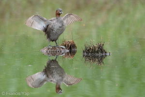 Little Grebe-170909-102ND500-FYP_3287-W.jpg