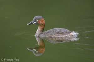 Little Grebe-171024-105ND500-FYP_2352-W.jpg