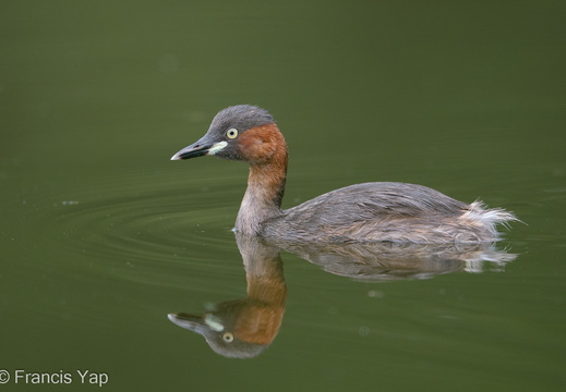 Little Grebe