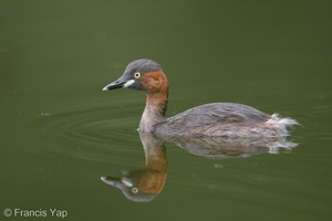 Little Grebe-171024-105ND500-FYP_2358-W.jpg