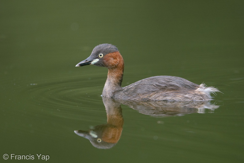 Little_Grebe-171024-105ND500-FYP_2358-W.jpg