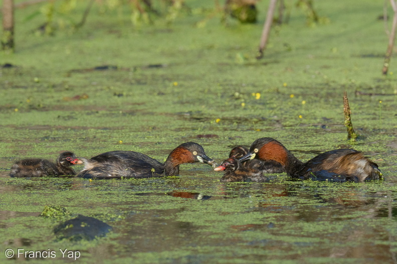 Little_Grebe-251230-147FRYAP-FYA01288-W.jpg