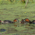 Little_Grebe-251230-147FRYAP-FYA01288-W.jpg