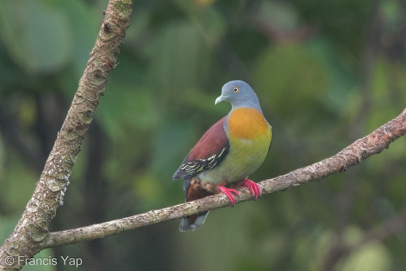 Little_Green_Pigeon-160316-124EOS1D-FY1X1687-W.jpg