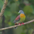 Little_Green_Pigeon-160316-124EOS1D-FY1X1687-W.jpg