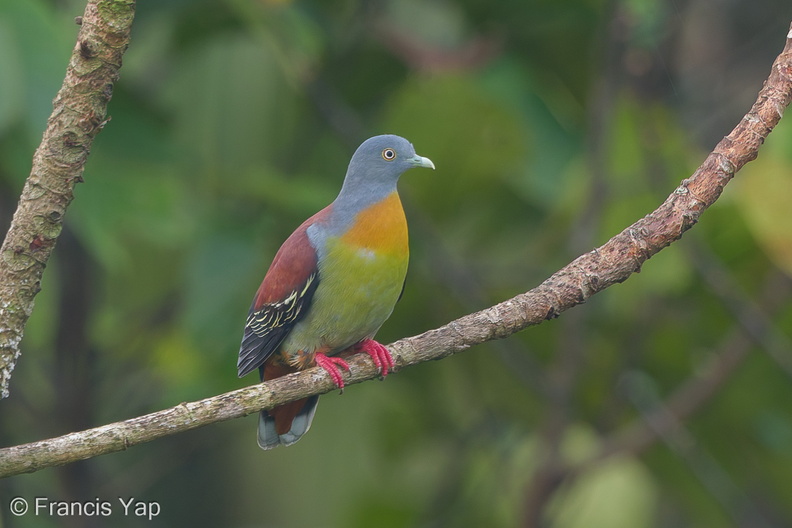 Little_Green_Pigeon-160316-124EOS1D-FY1X1728-W.jpg