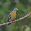 Little_Green_Pigeon-160316-124EOS1D-FY1X1746-W.jpg