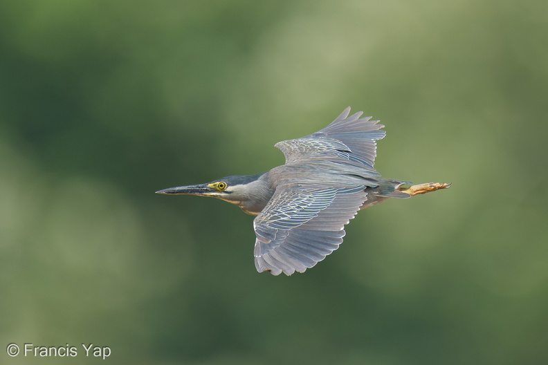 Little_Heron-250817-117FRYAP-FYA08145-W.jpg