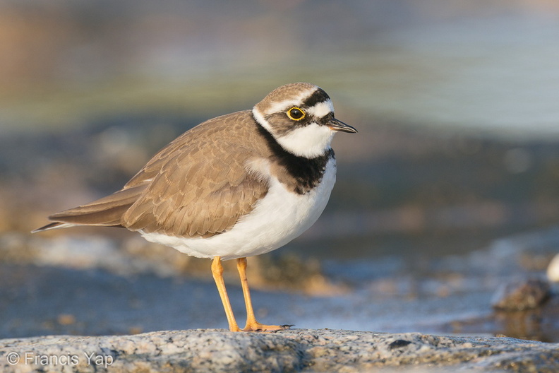 Little_Ringed_Plover-210213-130MSDCF-FYP07708-W.jpg