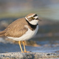 Little_Ringed_Plover-210213-130MSDCF-FYP07708-W.jpg