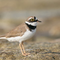 Little_Ringed_Plover-210214-131MSDCF-FYP01799-W.jpg