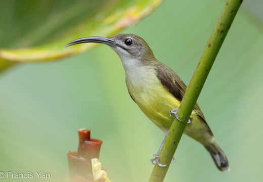 Little Spiderhunter