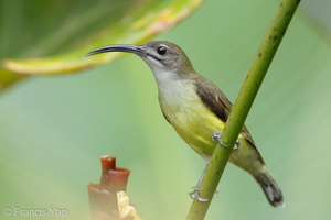 Little Spiderhunter-210103-105CANON-FY5R4393-W.jpg