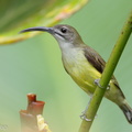 Little_Spiderhunter-210103-105CANON-FY5R4393-W.jpg