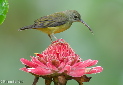 Little Spiderhunter - display this album Little Spiderhunter
