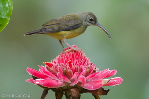 Little Spiderhunter-210704-116MSDCF-FRY00102-W.jpg