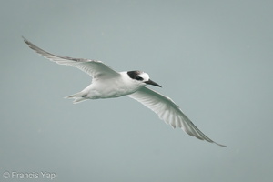 Little Tern-200913-117MSDCF-FYP07686-W.jpg