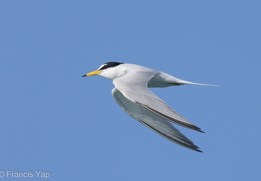 Little Tern