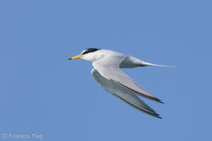 Little Tern-210425-108MSDCF-FRY08165-W.jpg