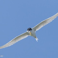 Little_Tern-240503-226MSDCF-FYP09849-W.jpg