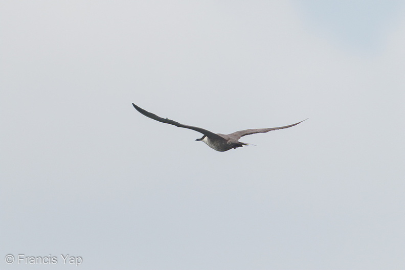 Long-tailed_Jaeger-120513-111EOS1D-FYAP1138-W.jpg