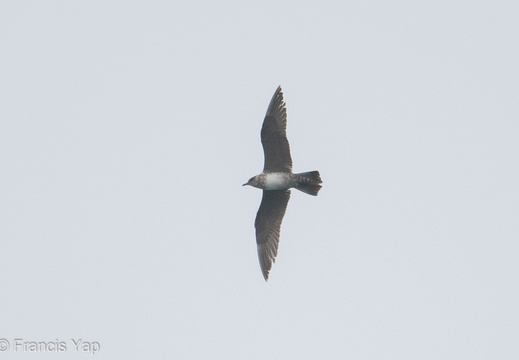 Long-tailed Jaeger