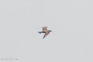 Long-tailed Jaeger-260919-207FRYAP-FYA07372-W.jpg