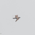 Long-tailed_Jaeger-260919-207FRYAP-FYA07372-W.jpg