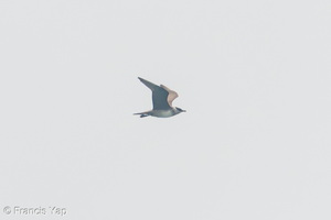Long-tailed Jaeger-260919-207FRYAP-FYA07444-W.jpg