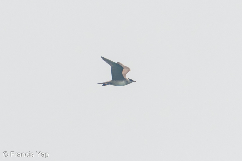 Long-tailed_Jaeger-260919-207FRYAP-FYA07444-W.jpg