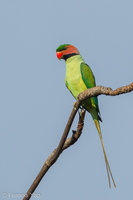 Long-tailed Parakeet-110310-100EOS1D-FYAP8763-W.jpg