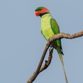 Long-tailed_Parakeet-110310-100EOS1D-FYAP8763-W.jpg