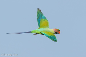 Long-tailed Parakeet-160518-100EOS1D-F1X25230-W.jpg