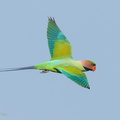 Long-tailed_Parakeet-160518-100EOS1D-F1X25230-W.jpg