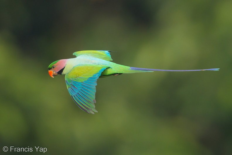 Long-tailed_Parakeet-190626-118ND500-FYP_0202-W.jpg