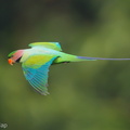 Long-tailed_Parakeet-190626-118ND500-FYP_0202-W.jpg