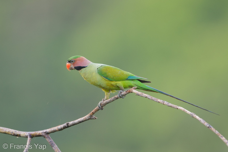 Long-tailed_Parakeet-190705-118ND500-FYP_1431-W.jpg