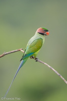 Long-tailed Parakeet-190705-118ND500-FYP_1629-W.jpg