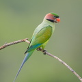 Long-tailed_Parakeet-190705-118ND500-FYP_1629-W.jpg