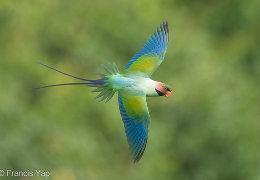 Long-tailed Parakeet