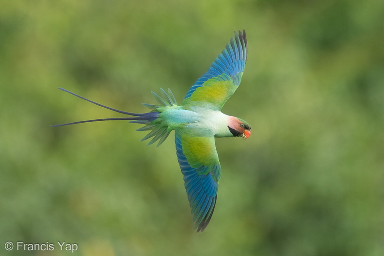 Long-tailed_Parakeet-220610-148MSDCF-FYP04367-W.jpg