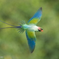 Long-tailed_Parakeet-220610-148MSDCF-FYP04367-W.jpg